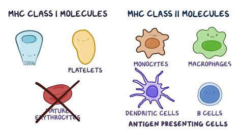 MHC class I and MHC class II molecules: Video | Osmosis