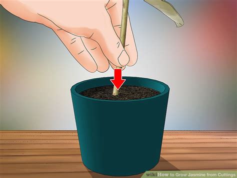 How to Grow Jasmine from Cuttings (with Pictures) - wikiHow