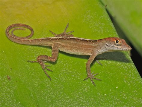 Brown Anoles - New lizard found at Gardens by the Bay