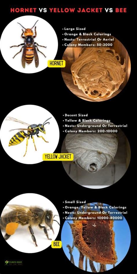 Wasp Vs Hornet Vs Yellow Jacket Vs Bee: 5 Differences To Tell