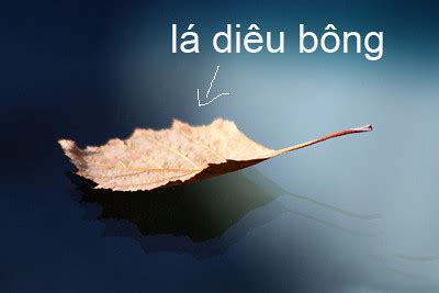 la-dieu-bong | la dieu bong , lá diêu bông | vcthth | Flickr