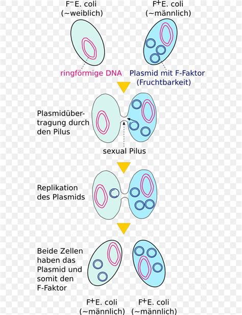 Bacterial Conjugation Plasmid Transformation Genetics, PNG, 568x1066px, Bacterial Conjugation ...