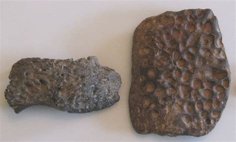 croc scutes - Fossil ID - The Fossil Forum