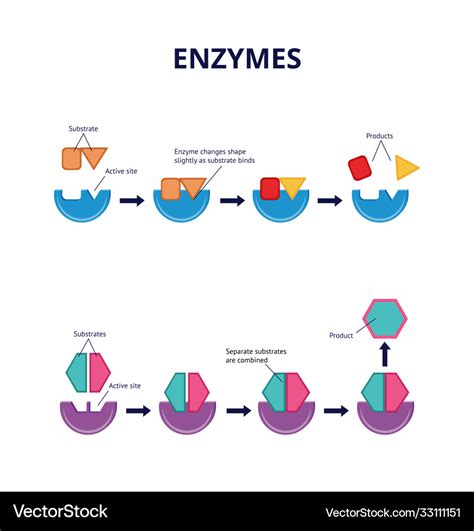 Enzyme substrates and active sites chemical Vector Image