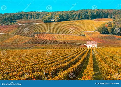 Vineyards in the Autumn Season, Burgundy, France Stock Photo - Image of nature, panoramic: 103480804