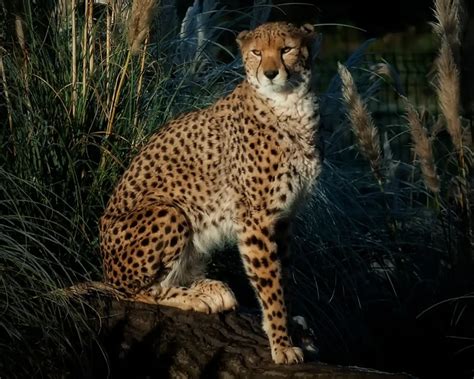 Northwest African Cheetah - Facts, Diet, Habitat & Pictures on Animalia.bio