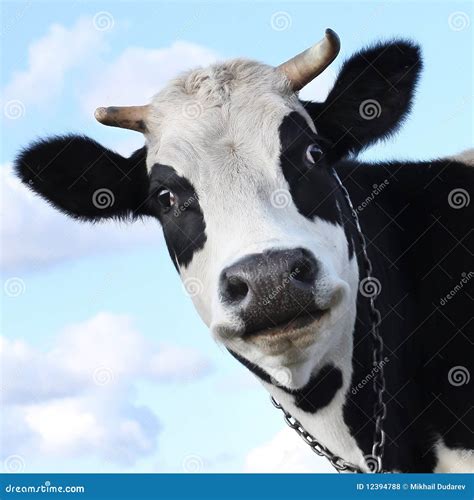 Cow Royalty Free Stock Photos - Image: 12394788