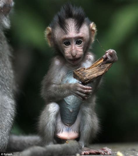 dailypetfwd: Ouch! Newborn monkey gives a painful looking tug on mum ...