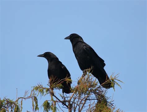 Two Crows Save The Day | Outside My Window