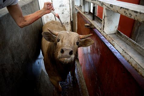 Slaughterhouses: What are the problems with slaughterhouses?