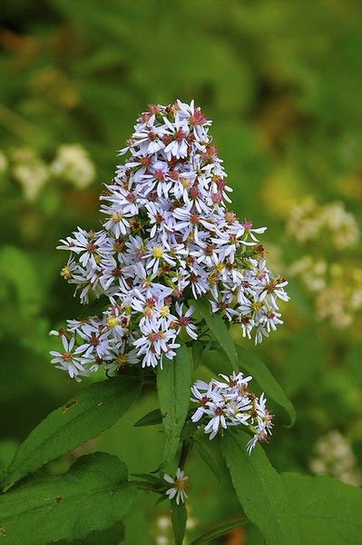 Symphyotrichum cordifolium (Blue Wood Aster, Common Blue Wood Aster, Heart-leaved Aster) | North ...