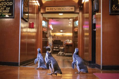 Penguins crash seafood restaurant in adorable video