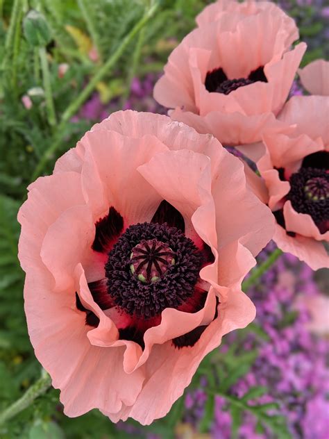 My poppies are blooming! #gardening #garden #DIY #home #flowers #roses #nature #landscaping # ...