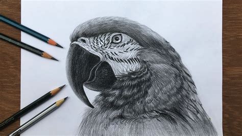 Frustrated by feathers! : r/learnart