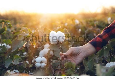 2,536 Cotton Field Workers Images, Stock Photos & Vectors | Shutterstock