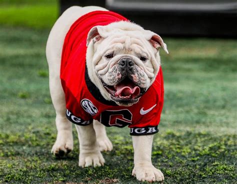 Georgia mascot Uga X to retire; Uga XI, named Boom, to be ‘collared’ at ...