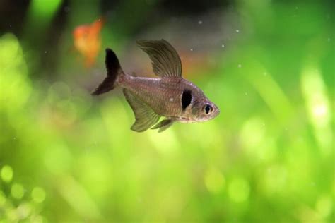 Black Phantom Tetra 101: Breeding Guide, Care, & Disease