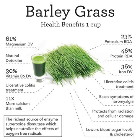 Barley Grass Benefits – Nutrimarket