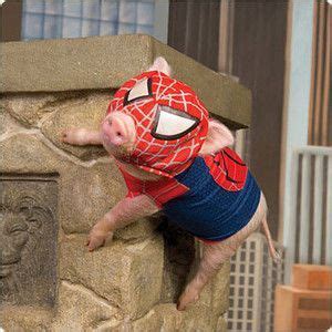 spider pig | Baby pigs, Cute piglets