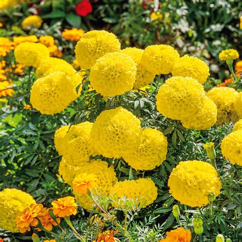 Bulk African Marigold Seeds - Mary Helen | Bulk Wildflowers