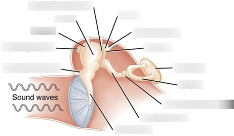 SPA 5102L - Ossicles Diagram | Quizlet