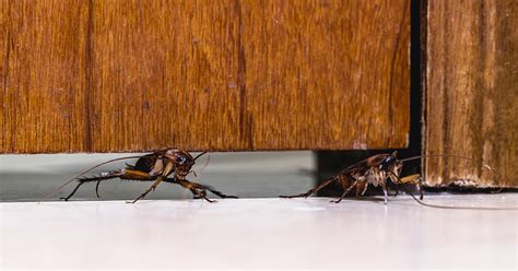 Do Baby Cockroaches Mean An Infestation? - Roach Prevention