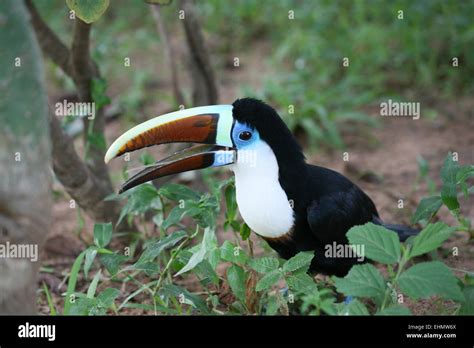 White throated toucan Stock Photo - Alamy