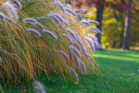 How to Grow Fountain Grass | Gardener’s Path