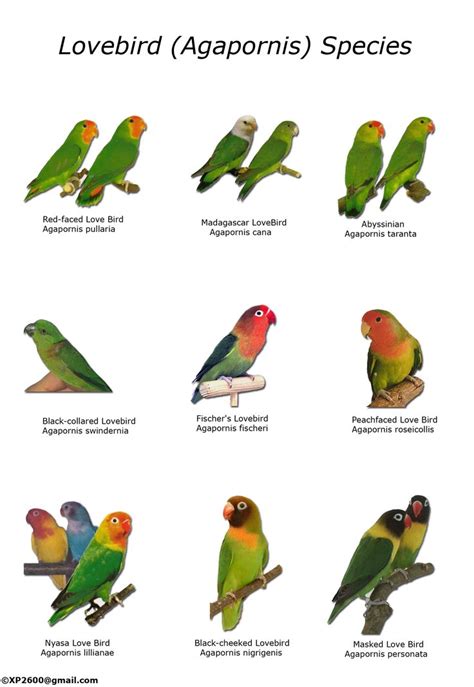 Types of lovebirds chart | Agapornis roseicollis, Pericos aves, Tipos de pericos