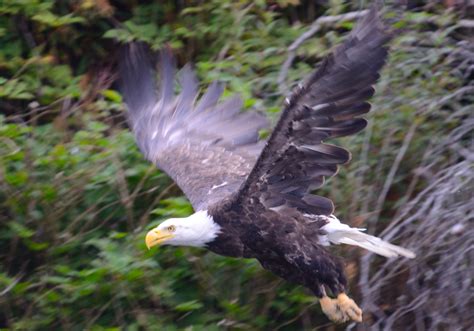 Bald Eagle Courtship, Mating, and Chicks - Robin Barefield