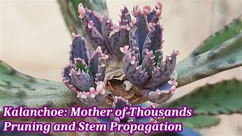 Kalanchoe Mother of Thousands: Pruning and Stem Propagation (Kalanchoe daigremontiana) - YouTube