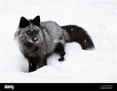 Silver Fox Portrait Stock Photo - Alamy