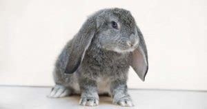 What is a French Lop? | Care, Lifespan, Diet, FAQ | RabbitPedia.com