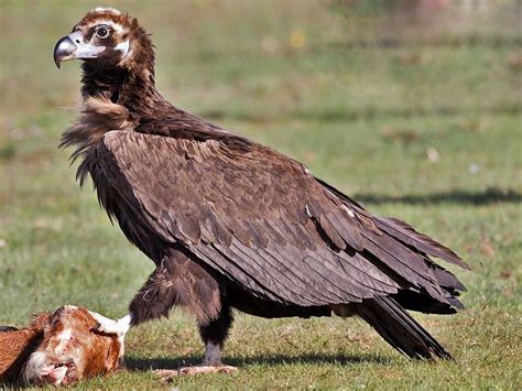 Cinereous Vulture (Aegypius monachus) - Old World - AKA black vulture ...