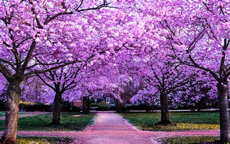 Cherry Blossom Trees Wallpaper 4K, Purple Flowers, Pathway, Park