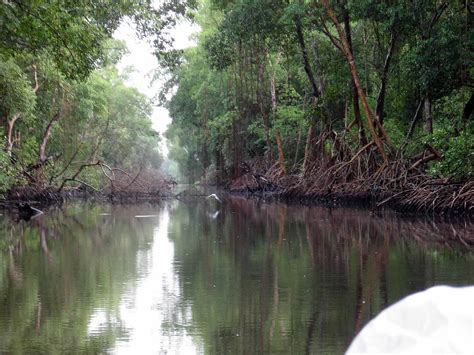 Caroni Swamp and Bird Sanctuary: Destination Trinidad and Tobago ...