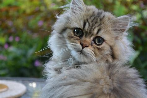 Persian Cat Breeders Near You