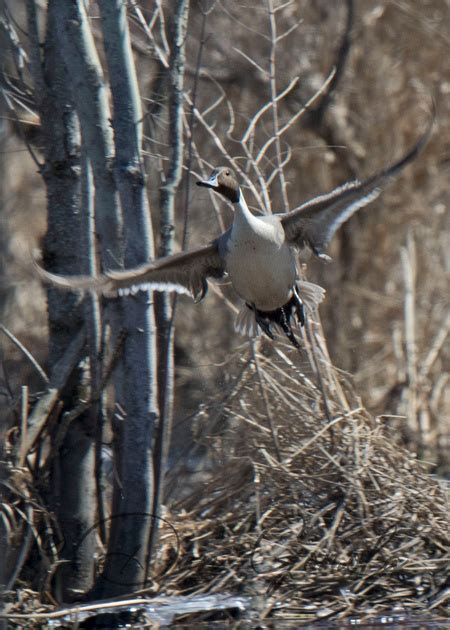 Dan Gomola Wildlife Photography | 2015 Spring Waterfowl Migration - Wrap Up