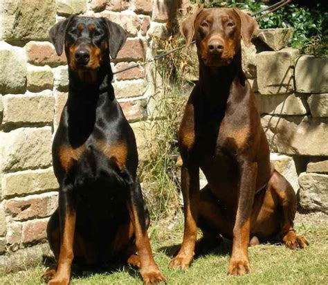 Doberman Pinscher - An ideal guard dog breed