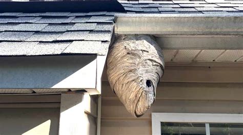 Want to take a look inside a bald-faced hornet nest? - Tyrant Farms