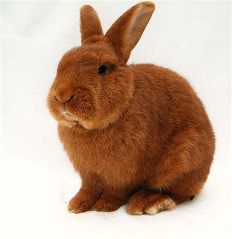 New Zealand Red Rabbit Care Sheet | Here Bunny