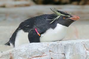 Northern Rockhopper Penguin