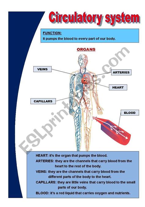 the circulator system is shown in this diagram