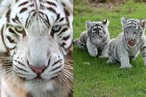 How Many White Tigers Are Left In The World? - Online Field Guide