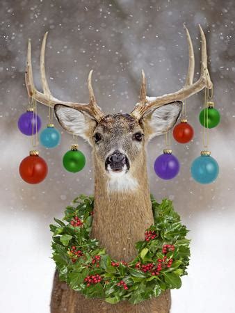 'White-Tailed Deer Buck in Winter Snow with Christmas' Photographic ...