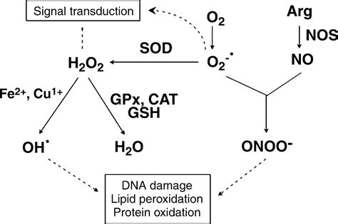 Role of Superoxide as a Signaling Molecule | Physiology