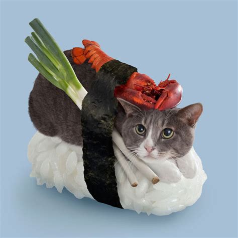 Sushi Cats: The New Crazy Fashion In Japan That Turns Your Poor Kitties ...