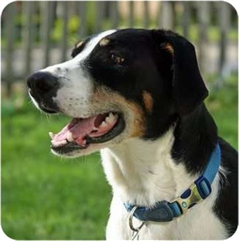 Bucky | Adopted Dog | Palmyra, WI | Treeing Walker Coonhound/Border Collie Mix