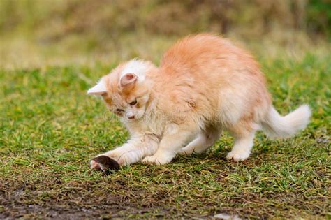 Frightened Mole and Red Cat, a Cat Playing with Its Prey on the Grass ...