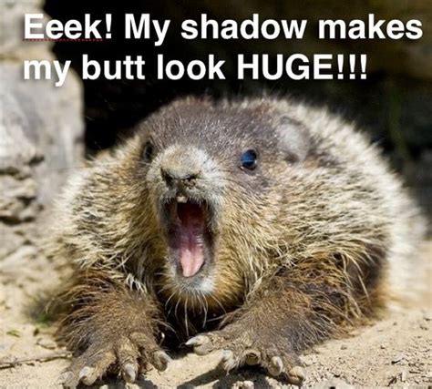 A Little Dose of Happy with Cute and Funny Groundhog Memes (Friday Frivolity) - Munofore